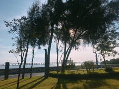 景点-宝安西湾红树林湿地公园