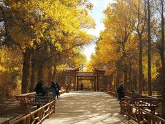 -金塔沙漠胡杨林景区