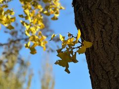 -三里屯东五街银杏大道