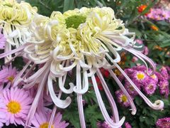 -秦园惠山豆腐花(惠山古镇店)