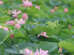-荷塘月色湿地公园·向阳花洲