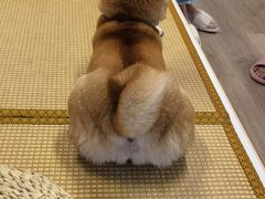-柴迷FANS CLUB·柴犬狗咖·猫咖