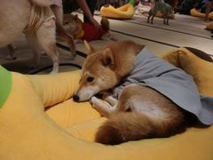 -逗柴咖啡屋·狗咖猫咖宠物桌游
