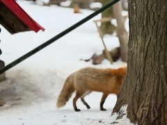 -宫城藏王狐狸村