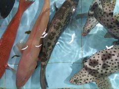 深海东星斑-渔民新村(番禺总店)