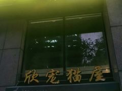 -欣宠猫屋·矮脚拿破仑·蓝金金渐层