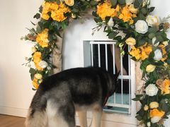 -Husky Go! 哈士奇体验馆·宠物咖啡厅狗咖