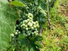 -丹世红酒庄·烧烤·团建·婚礼·水上运动