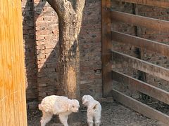 -圣露庄园·露营·烤肉·亲子