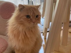 -猫咪派对(江南西店)