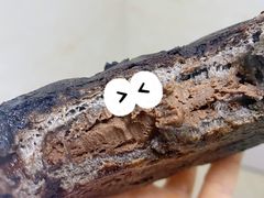 巧克力脏脏包-LELECHA乐乐茶(新街口大洋店)