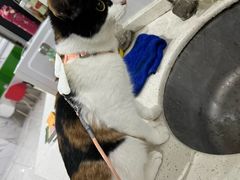 -瑞鹏瑞爱宠物医院·全科·猫科·血液透析中心(龙头寺店)