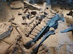 -自贡恐龙博物馆