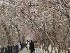 -桃花堤公园