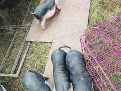 -白马涧龙池景区
