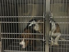 -佳雯宠物医院(四明中路分院)