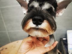 -宠福鑫康馨动物医院·骨科·眼科
