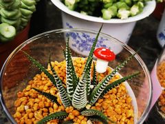 -南山植物园