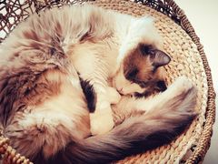 -飞行喵MR PILOT|猫舍·猫咖(静安大融城店)