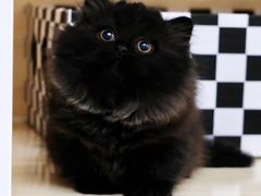 -喵百万·布偶·蓝金金渐层英短·猫舍(百子湾店)