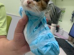 -艾吉宠物医院·疑难杂症转诊中心·猫友好(碧江路院)
