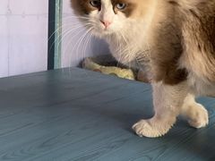 -喵屿·大理花园猫咖