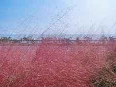 -贡湖湾湿地公园