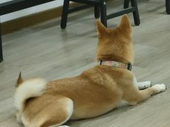 -柴迷FANS CLUB·柴犬狗咖·猫咖