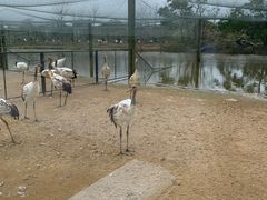 -盐城丹顶鹤湿地生态旅游区