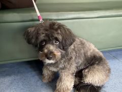 -顺强宠物诊所·狂犬免疫·夜诊·骨科(嘉定店)