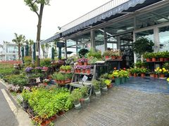 -空港花田景区