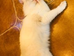 -李小姐の猫咖啡馆(五角场店)