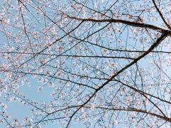 -高东镇樱花园