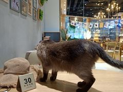 -藏猫猫咖啡主题馆(中央大道店)