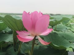 -白洋淀景区
