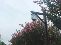 -武汉紫薇都市田园