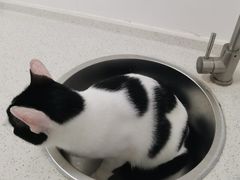 -伟伟宠物医院·瑞派猫友好医院·猫科(光谷店)