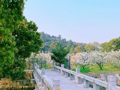-树山生态村