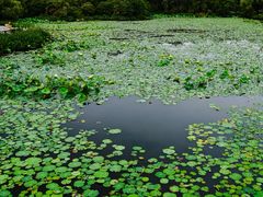 -桃花岛景观公园