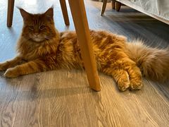 -猫十亿·布偶金渐层·曼基康矮脚猫舍(青年路店)