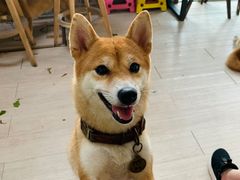 -柴犬高等学院·狗咖·柴犬售卖·宠物训练