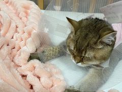 -北京观赏动物医院·24小时大型综合·猫专科·异宠专科