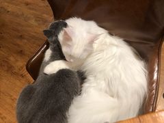 -猫小院猫主题餐厅(三里屯店)
