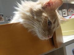 -藏猫猫咖啡主题馆(中央大道店)