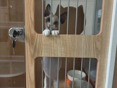-山宅一喵德文卷毛猫舍