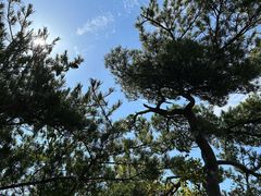 -王顺山国家森林公园