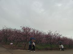 -天适樱花悠乐园