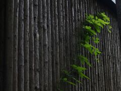 -同里国家湿地公园