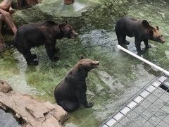 -深圳野生动物园