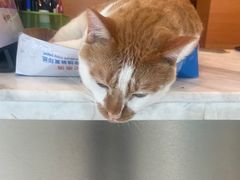 -瑞派申生动物医院·24H夜诊·国际动物医疗中心·骨外科(吴中路店)